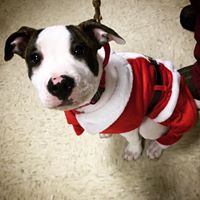 Pup in Santa Outfit