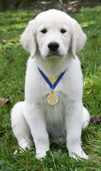star belly blue puppy